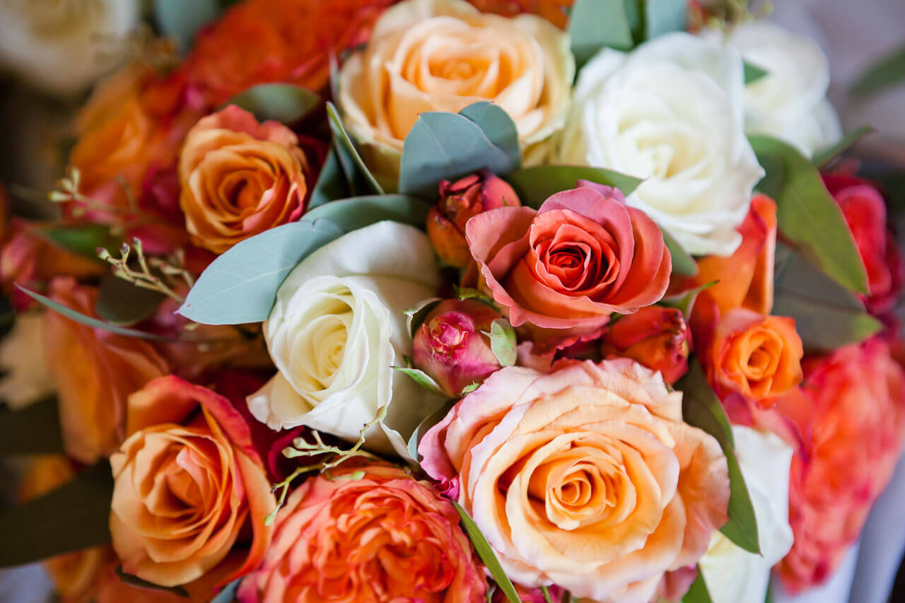 orange red and white roses