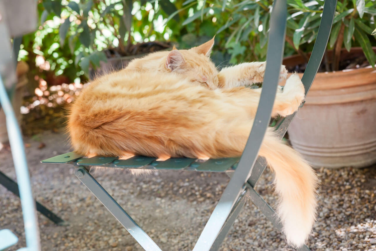 ginger moggie cat