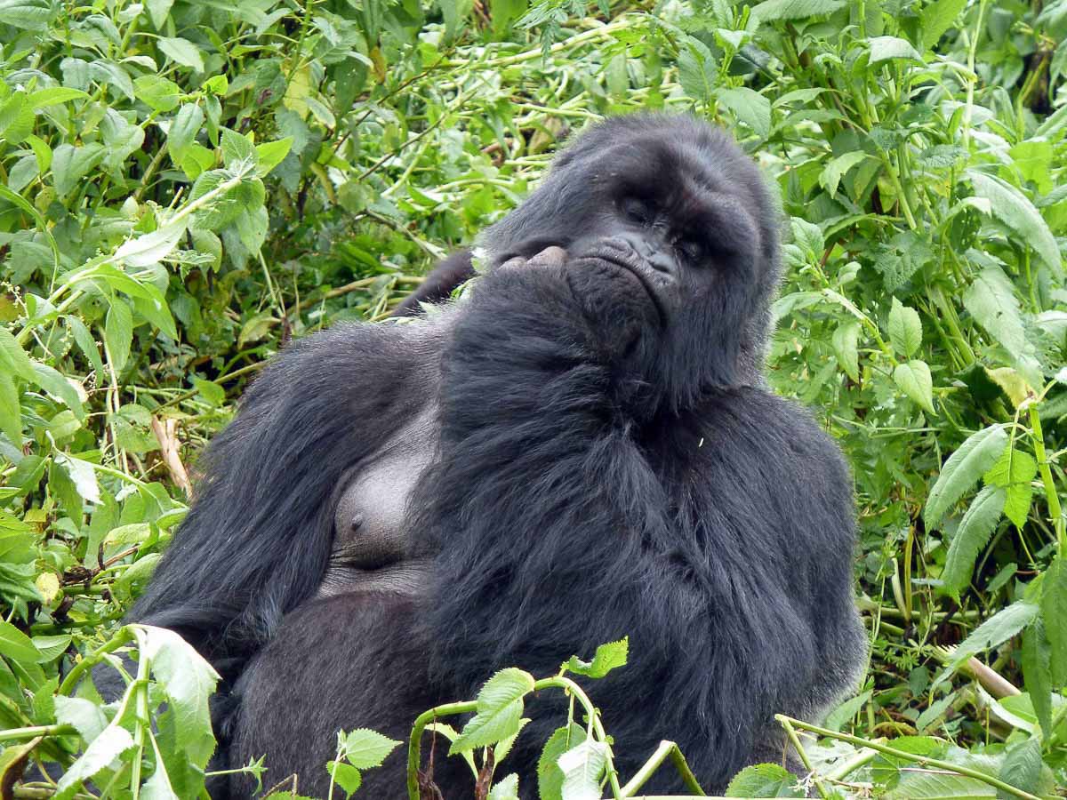 gorilla scratching face in virunga national park Rwanda