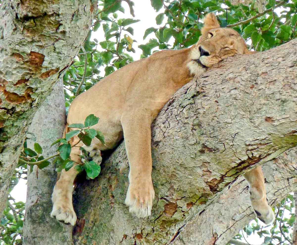 lion draped over a tree sleeping