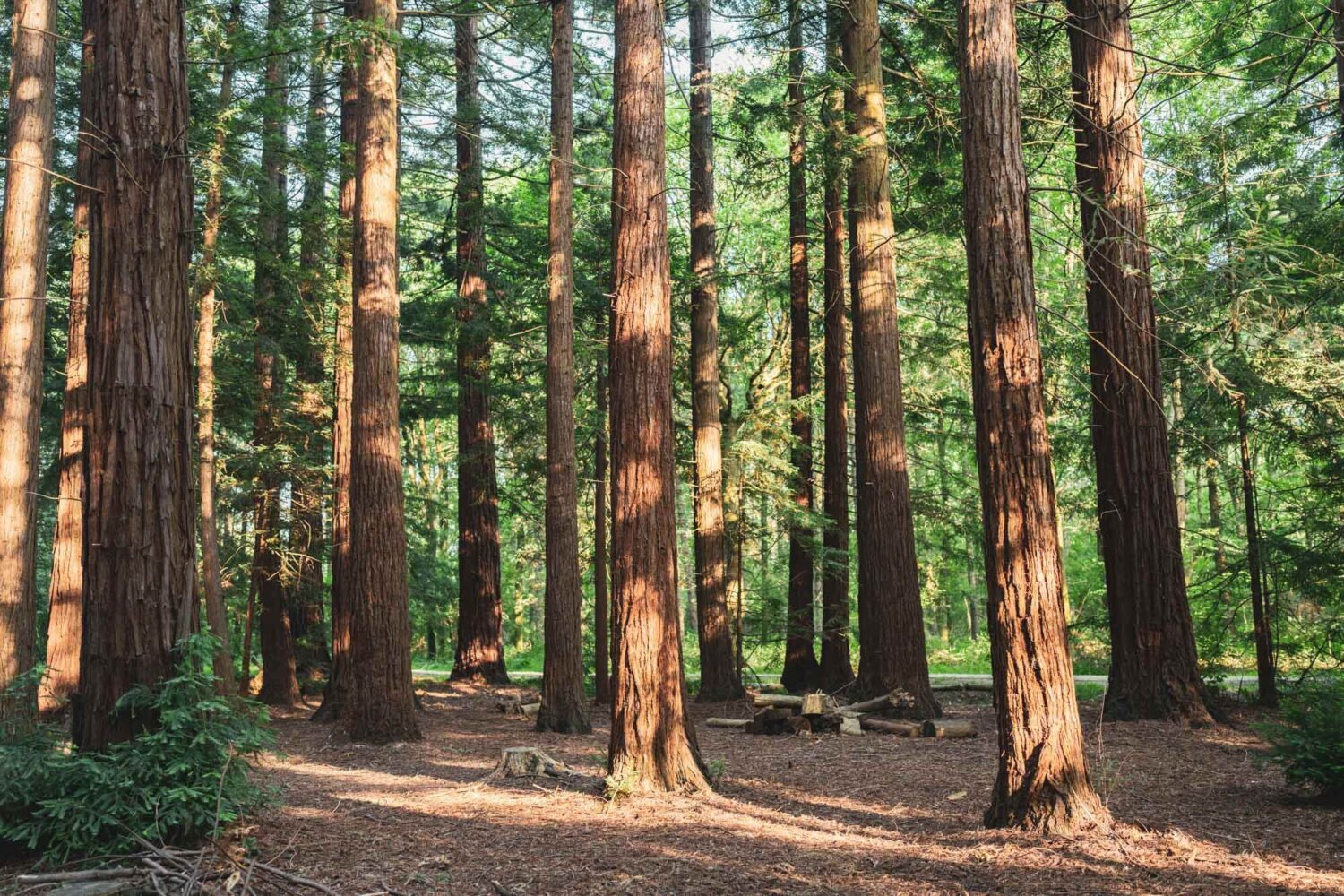 picture of redwood trees in dappled sunlight