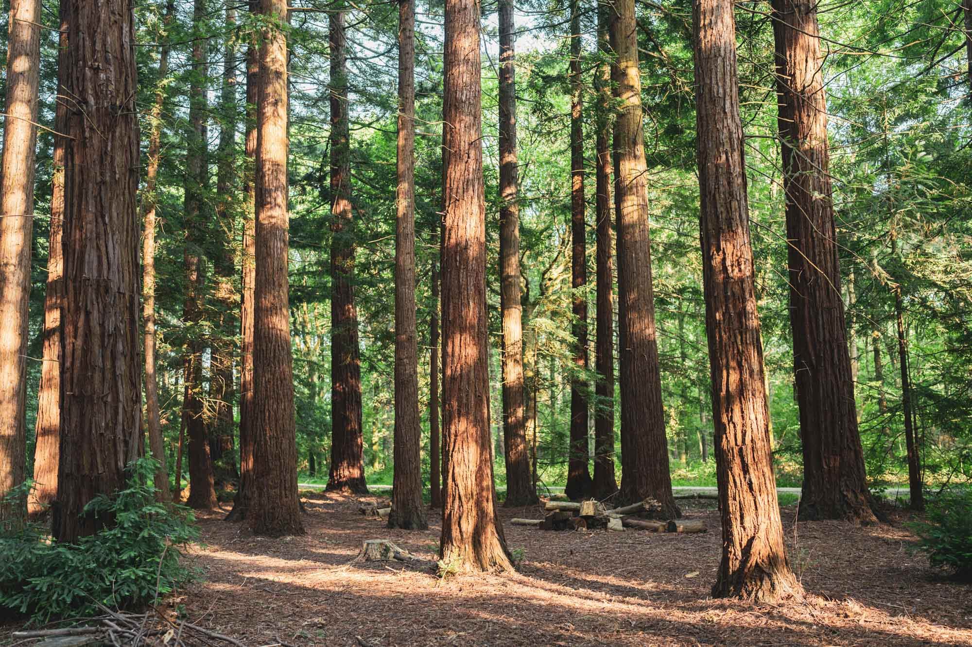 picture of redwood trees in dappled sunlight