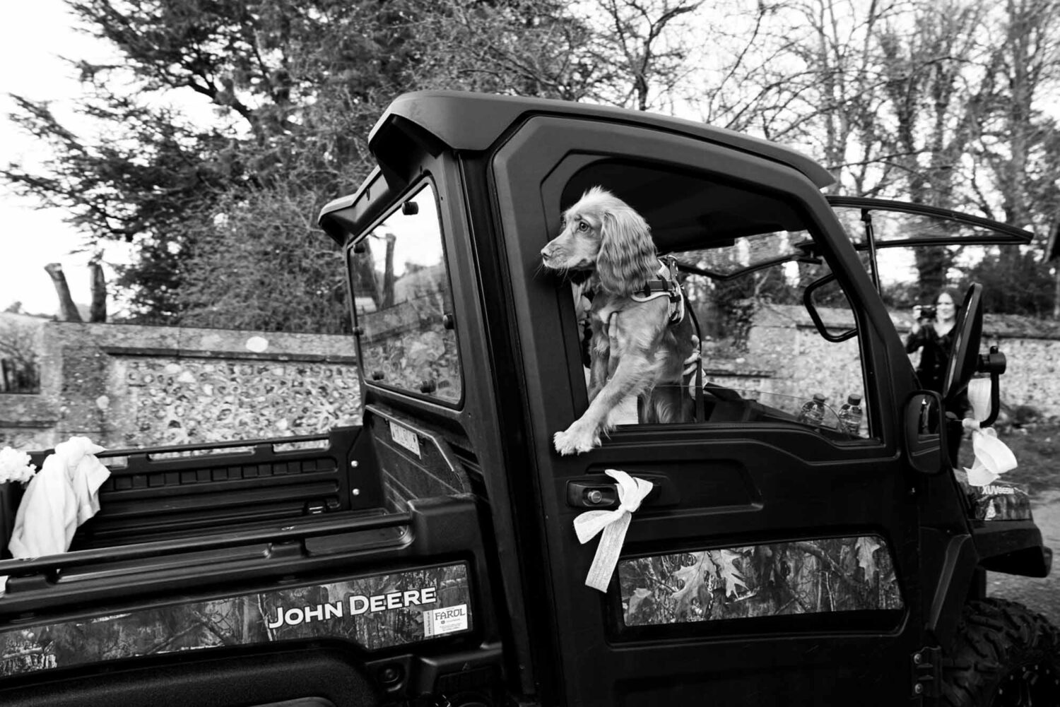 dog leaning out of bride and groom's getaway truck