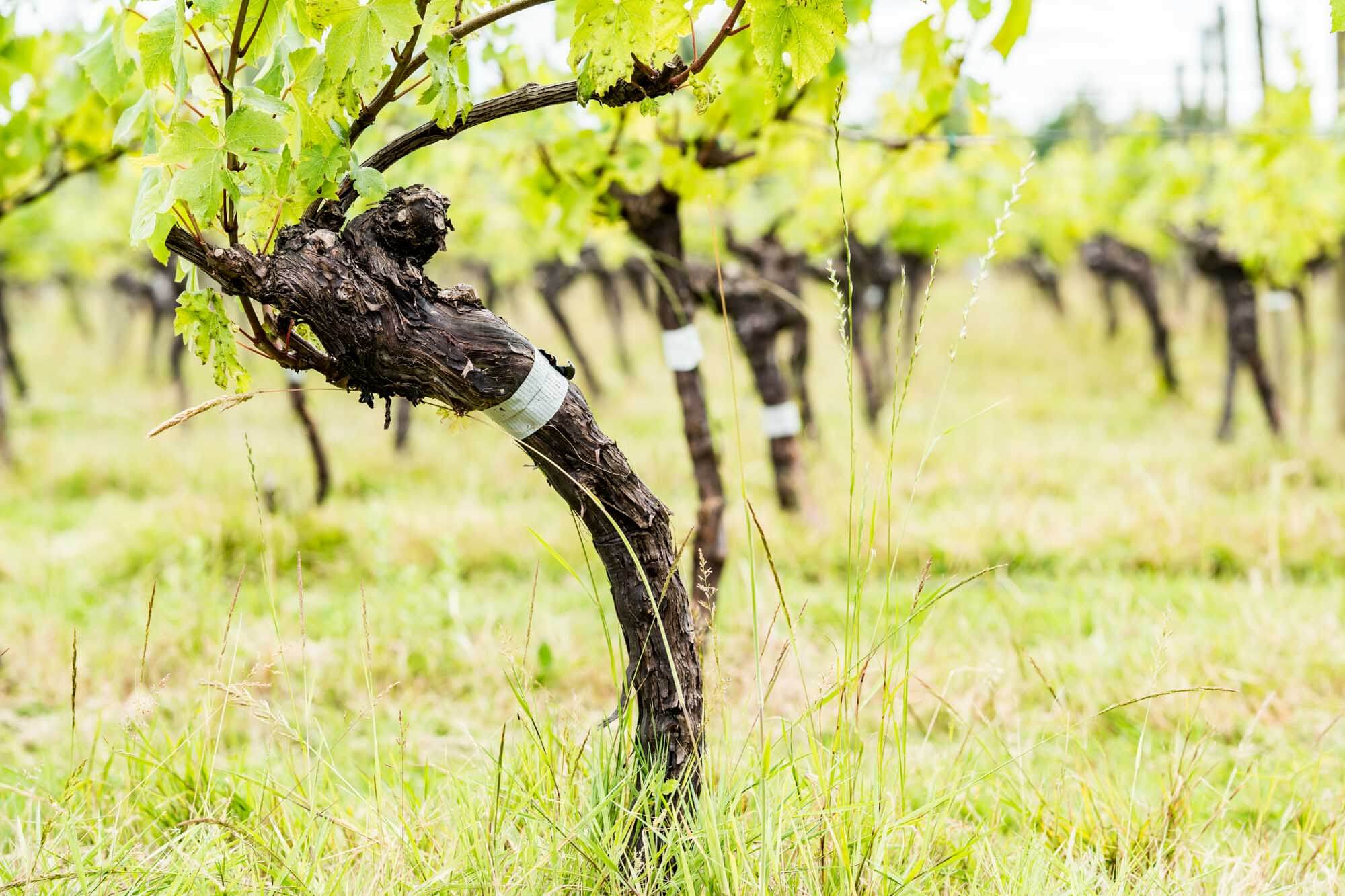 Rows of vineyard.